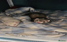 Ferret rodents for sale: 2 young hobs for sale - Image 3