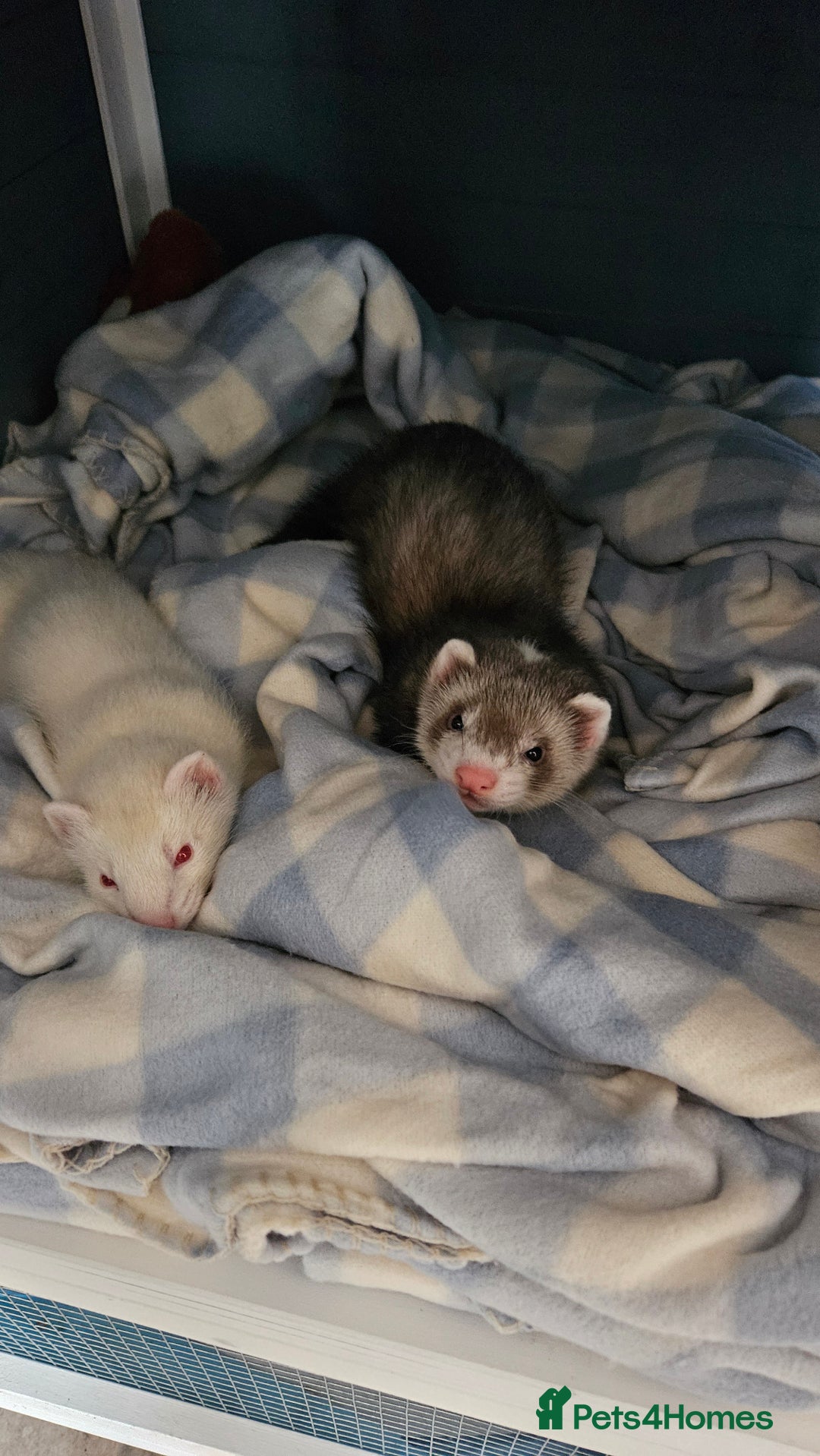 Ferret rodents for sale: 2 young hobs for sale - Image 3