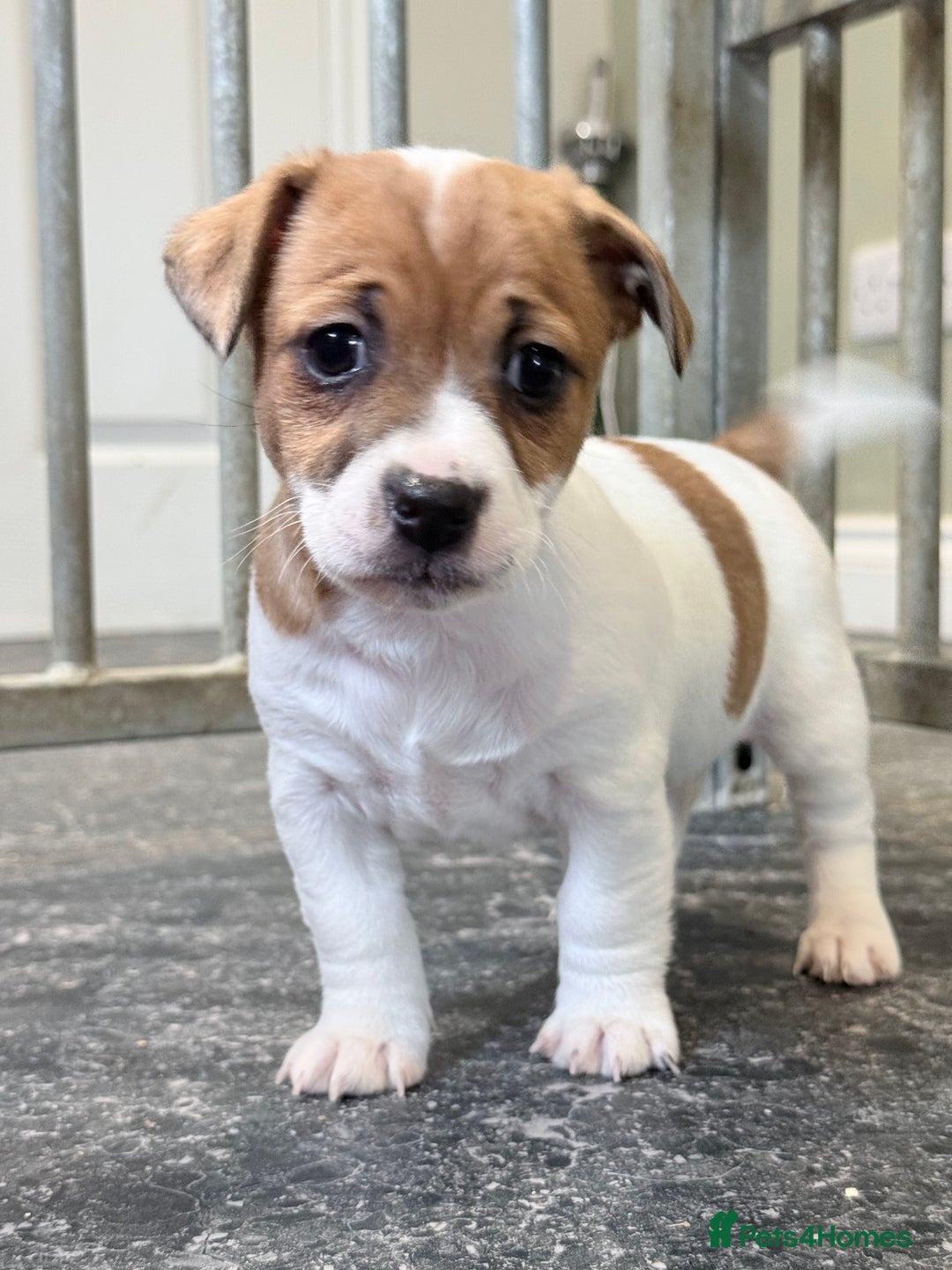 Jack Russell dogs for sale: 1 lovely jack russel girl💕READY TO LEAVE - Image 5