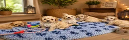 Cavachon dogs for sale: ✨️LAST STUNNING H/TESTED CREAM F1 CAVACHON BITCH✨️ - Advert 8