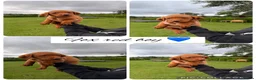 Labrador Retriever dogs for sale: Stunning Labrador pups for sale  - Advert 5