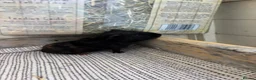 Guinea Pig rodents for sale: Baby Guinea Pigs  - Advert 5