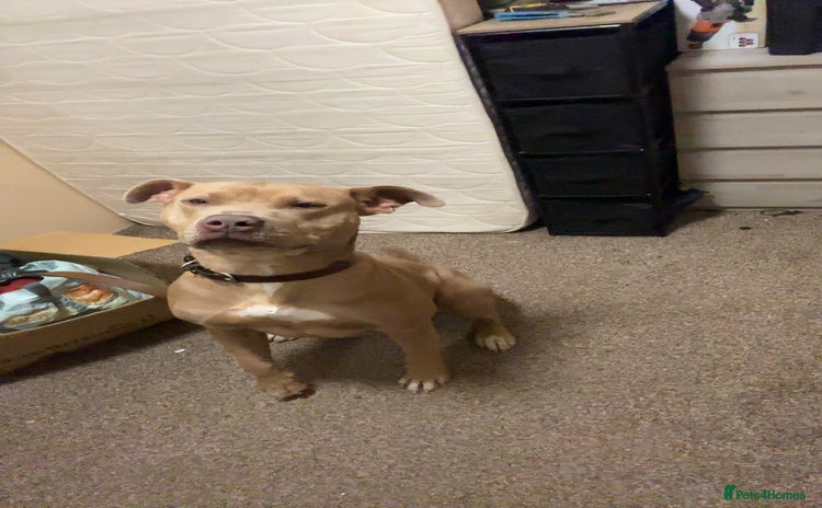Mixed Breed dogs - Advert 3