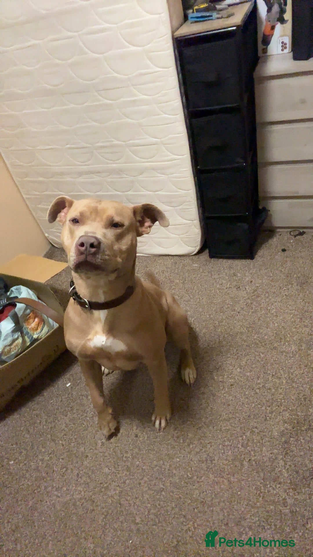 Mixed Breed dogs for sale: Martha - Image 1