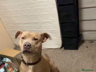 Mixed Breed dogs - Advert 3