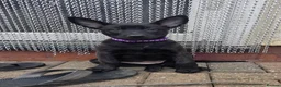 Belgian Shepherd Dog dogs for sale: Workingline belgian shepherds - Advert 8