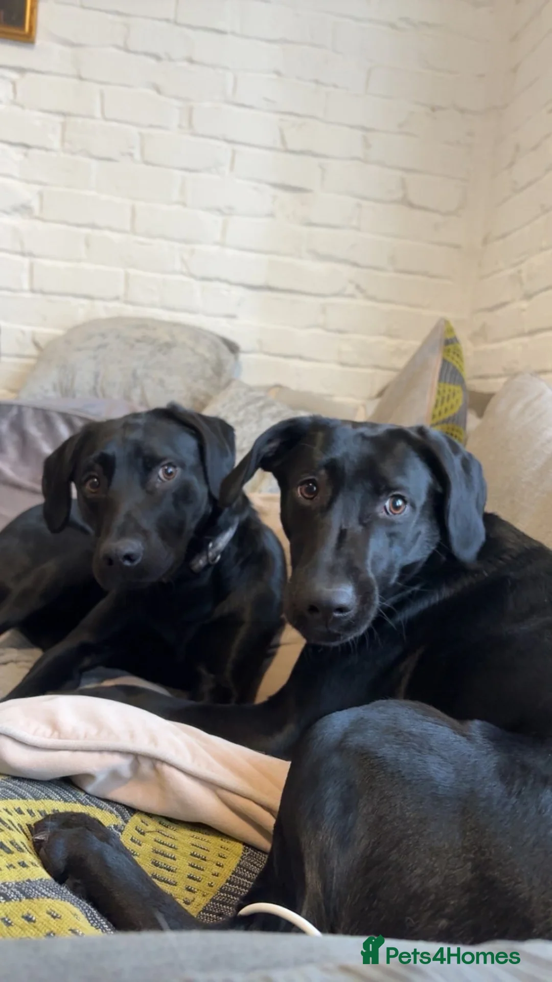 Labrador Retriever dogs for sale: Black lab puppies - Advert 2