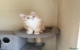 Maine Coon cats for sale: Stunning Maine coon kittens - Image 3