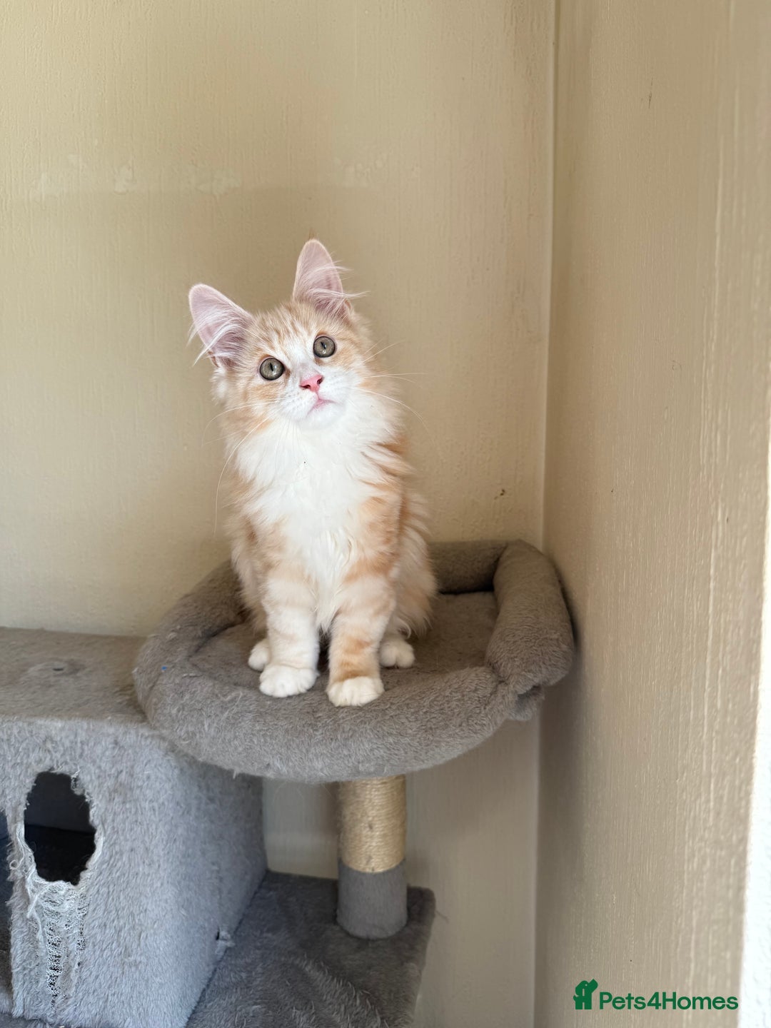 Maine Coon cats for sale: Stunning Maine coon kittens - Image 3