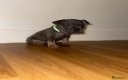 French Bulldog dogs for sale: BLUE & CREAM/TAN Isabella/pink carrying. - Image 25