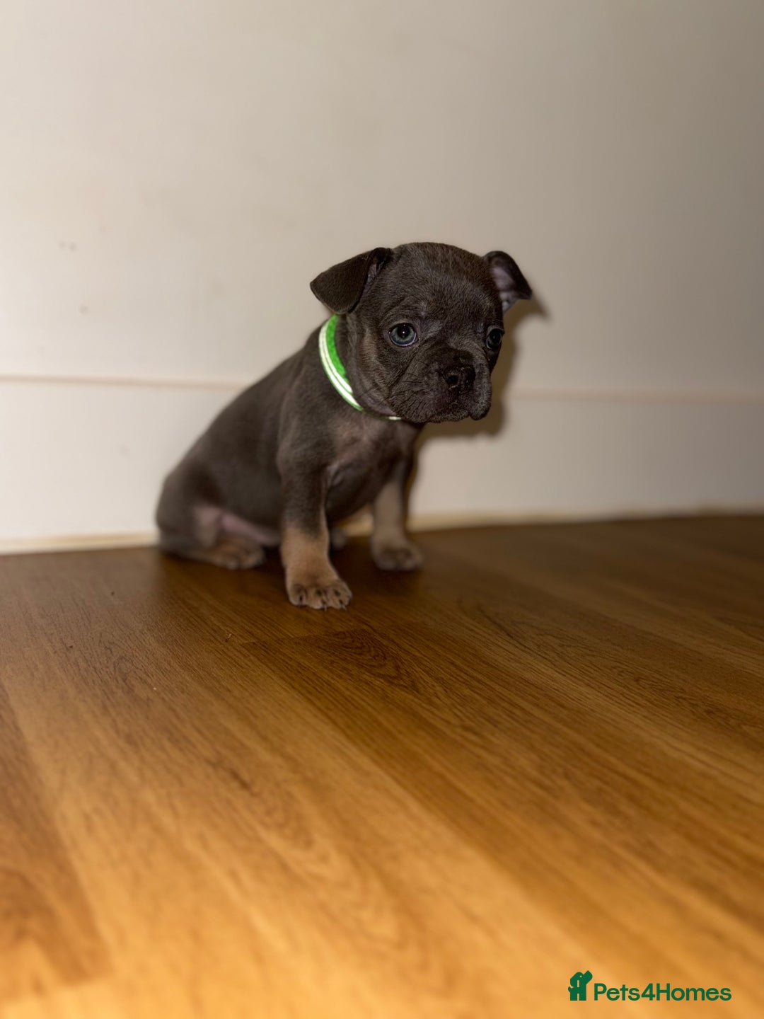 French Bulldog dogs for sale: BLUE & CREAM/TAN Isabella/pink carrying. - Image 25
