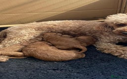 Miniature Poodle dogs for sale: KC REG DEEP RED HEALTH TESTED POODLES - Image 9