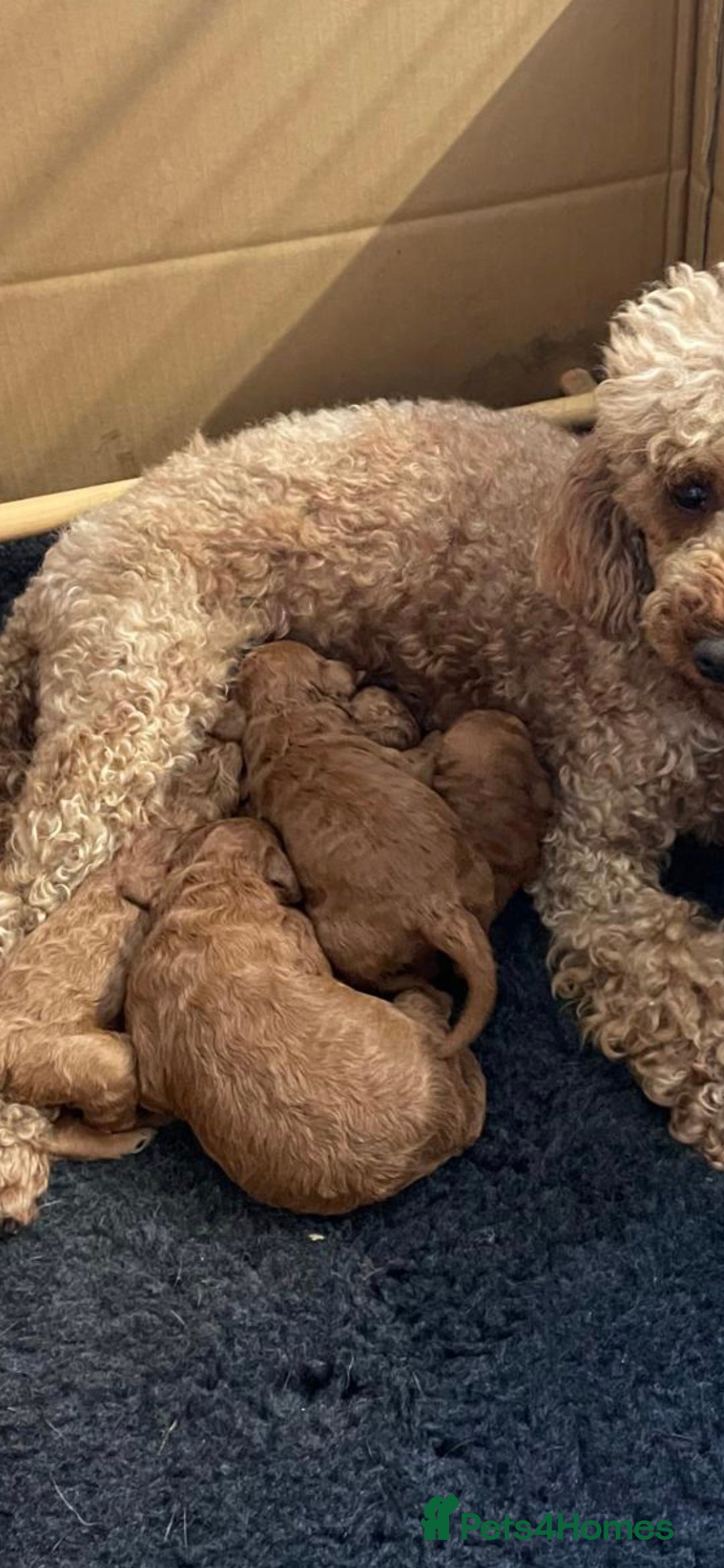 Miniature Poodle dogs for sale: KC REG DEEP RED HEALTH TESTED POODLES - Image 9