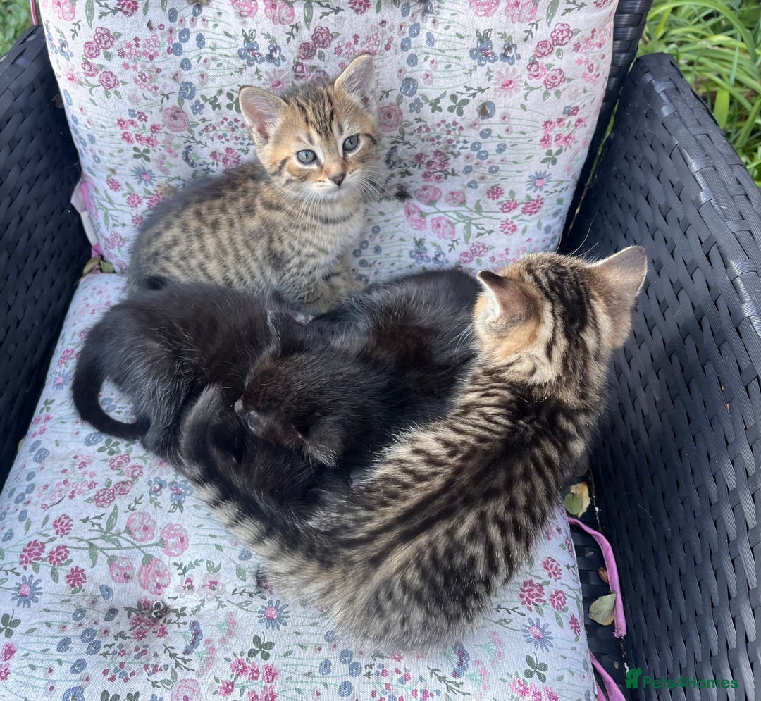 British Shorthair cats for sale: Beautiful fluffy kittens ready in 2 weeks  - Image 8