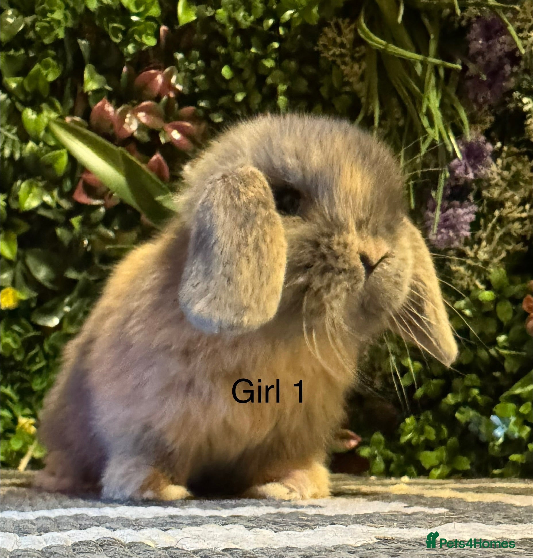Mini Lop rabbits ⭐️MINI LOPS READY TO PREORDER ⭐️ - Advert 2
