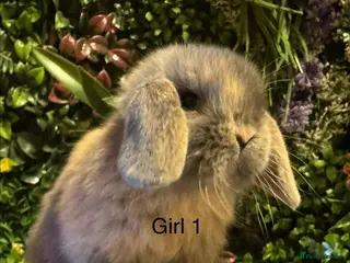 Mini Lop rabbits ⭐️MINI LOPS READY TO PREORDER ⭐️ - Advert 2