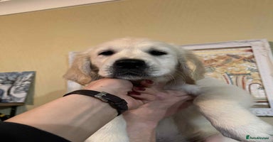 Golden Retriever dogs - Advert 15