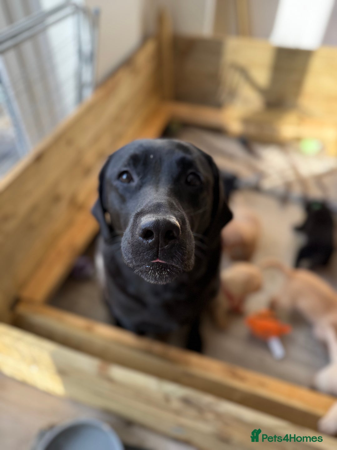 Labrador Retriever dogs for sale: Perfect lab puppy’s  - Image 6