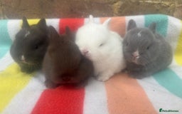 Netherland Dwarf rabbits for sale: Sweet Netherland Dwarf bunnies  - Advert 5