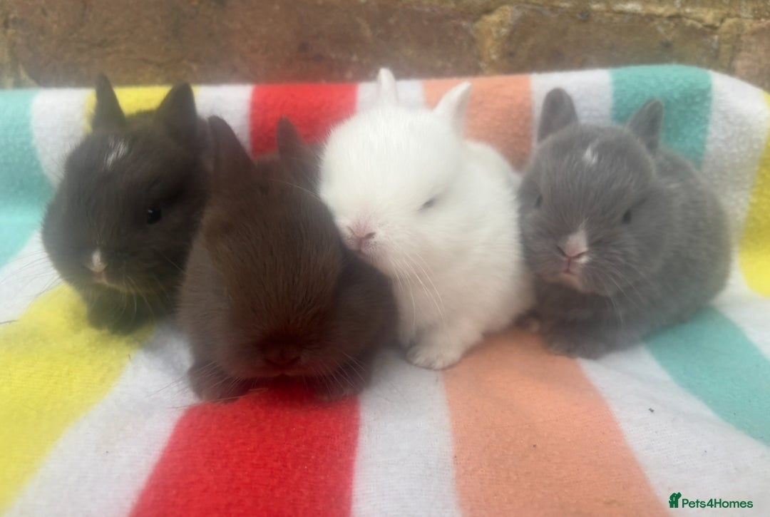 Netherland Dwarf rabbits for sale: Sweet Netherland Dwarf bunnies  - Advert 5