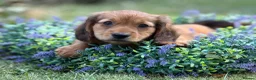 Mixed Breed dogs for sale: Two beautiful dachshund x schweenie  in Chester - Advert 16