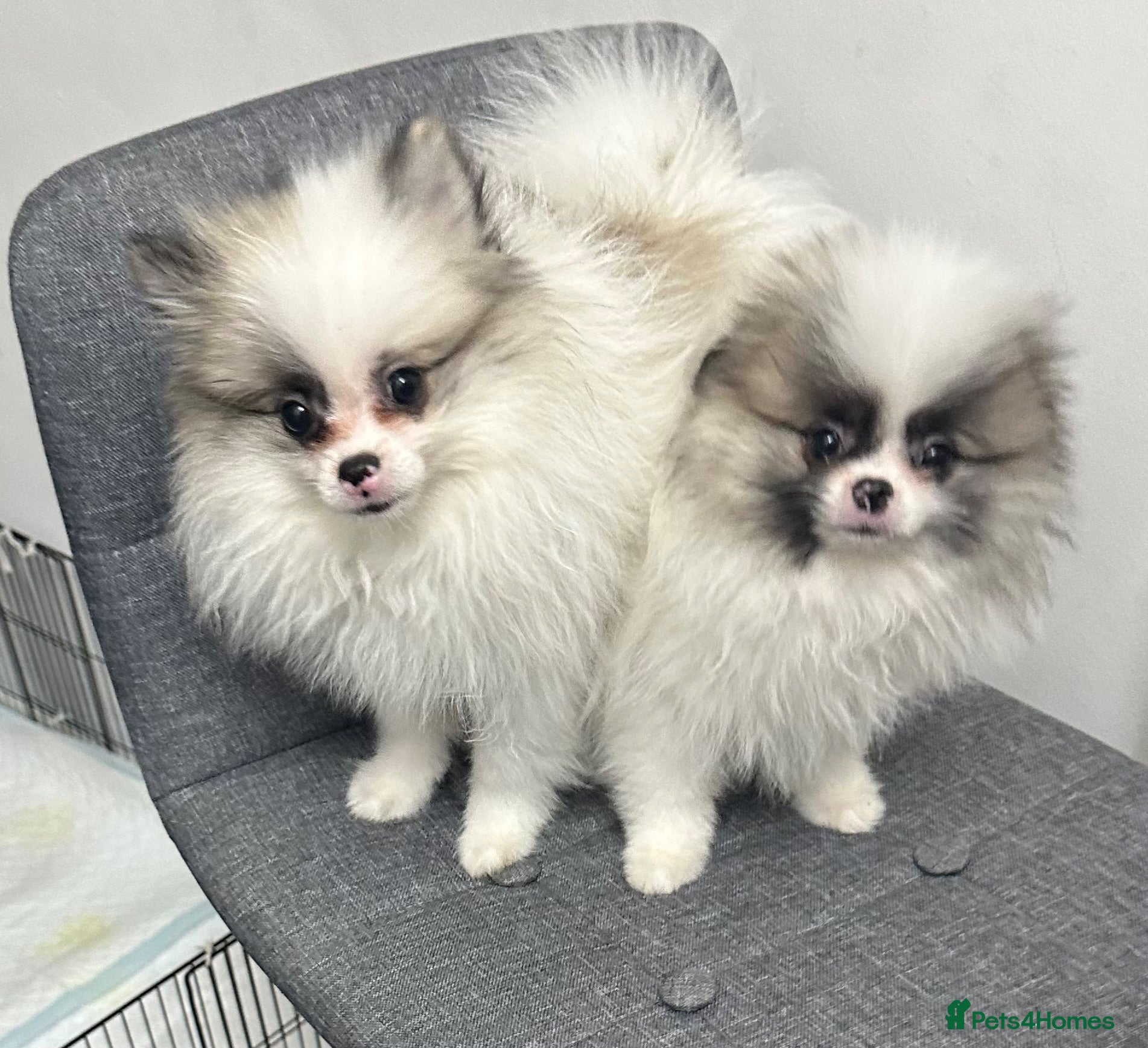 Pomeranian dogs Last 2 Pomeranian Puppies Available Price reduce! - Advert 2