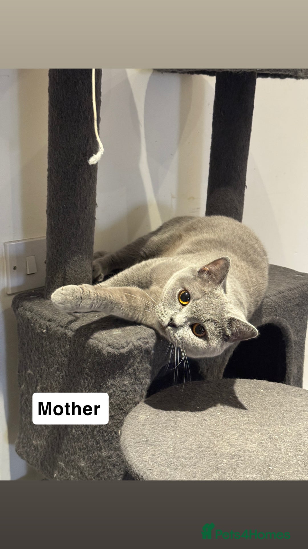 British Shorthair cats for sale: Gorgeous British Shorthair Kittens Chunky, Loving  - Image 22