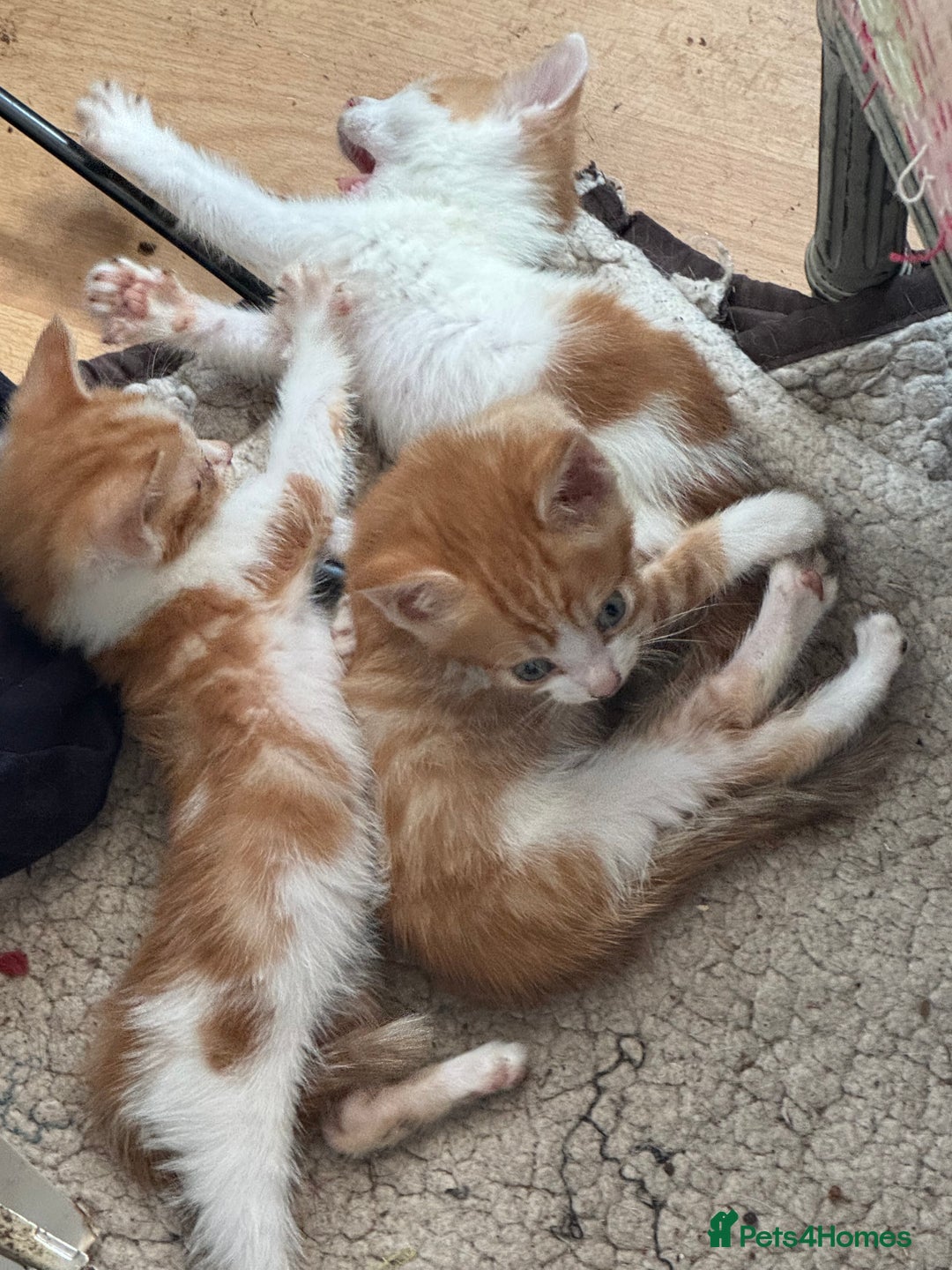 British Shorthair cats for sale: Adorable kittens  - Image 6