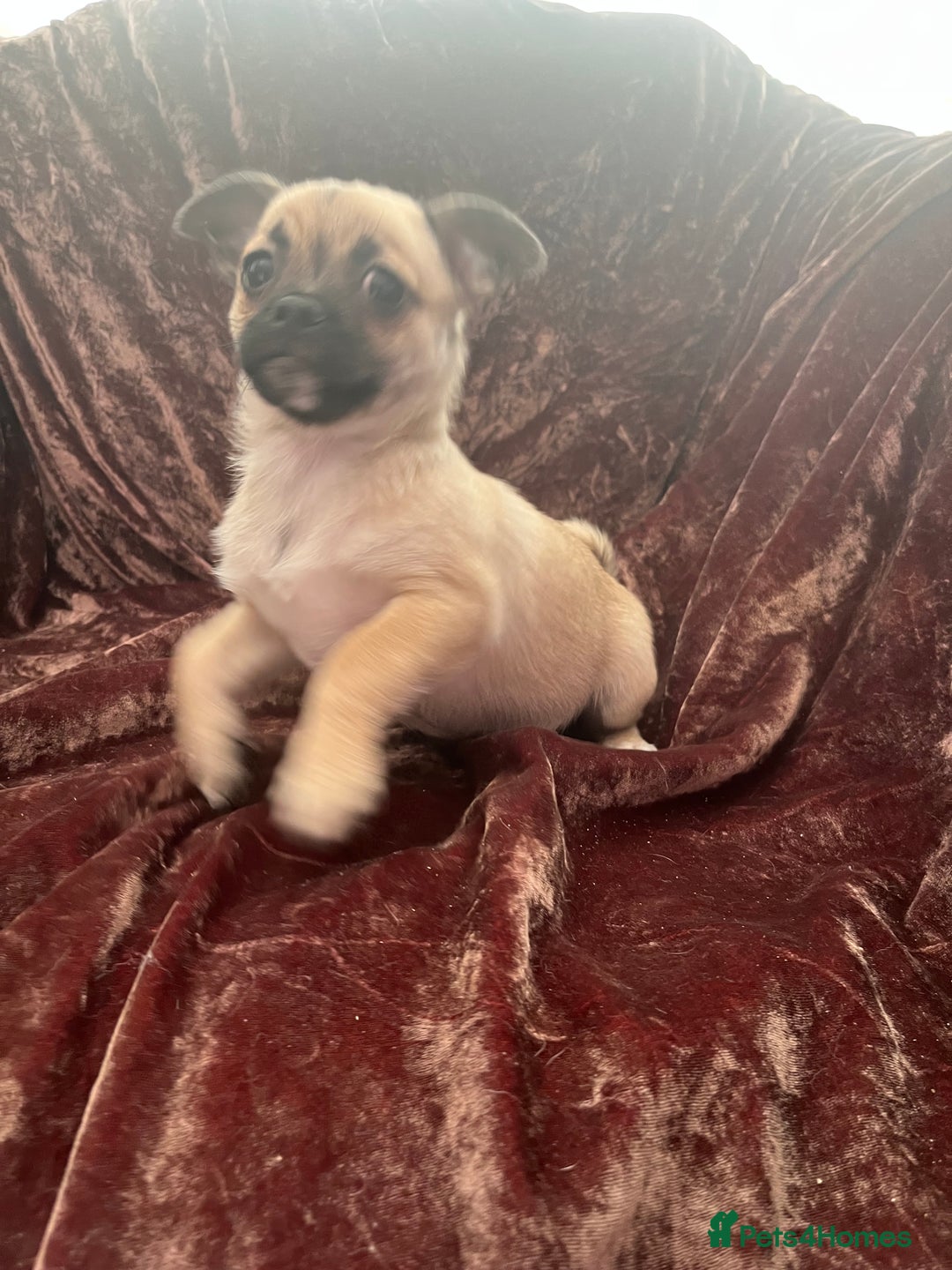 Mixed Breed dogs for sale: PUG CROSS  READY TO GO.  - Image 3
