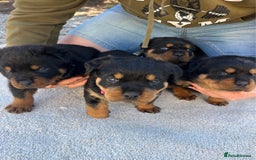 Rottweiler dogs for sale: Rottweiler purebred Puppies - Image 2