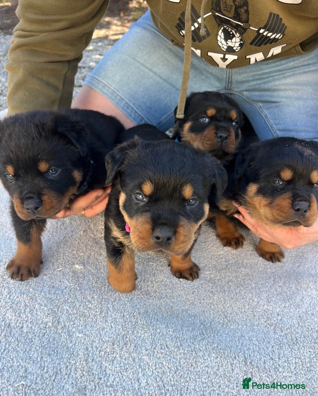 Rottweiler dogs for sale: Rottweiler purebred Puppies - Image 2