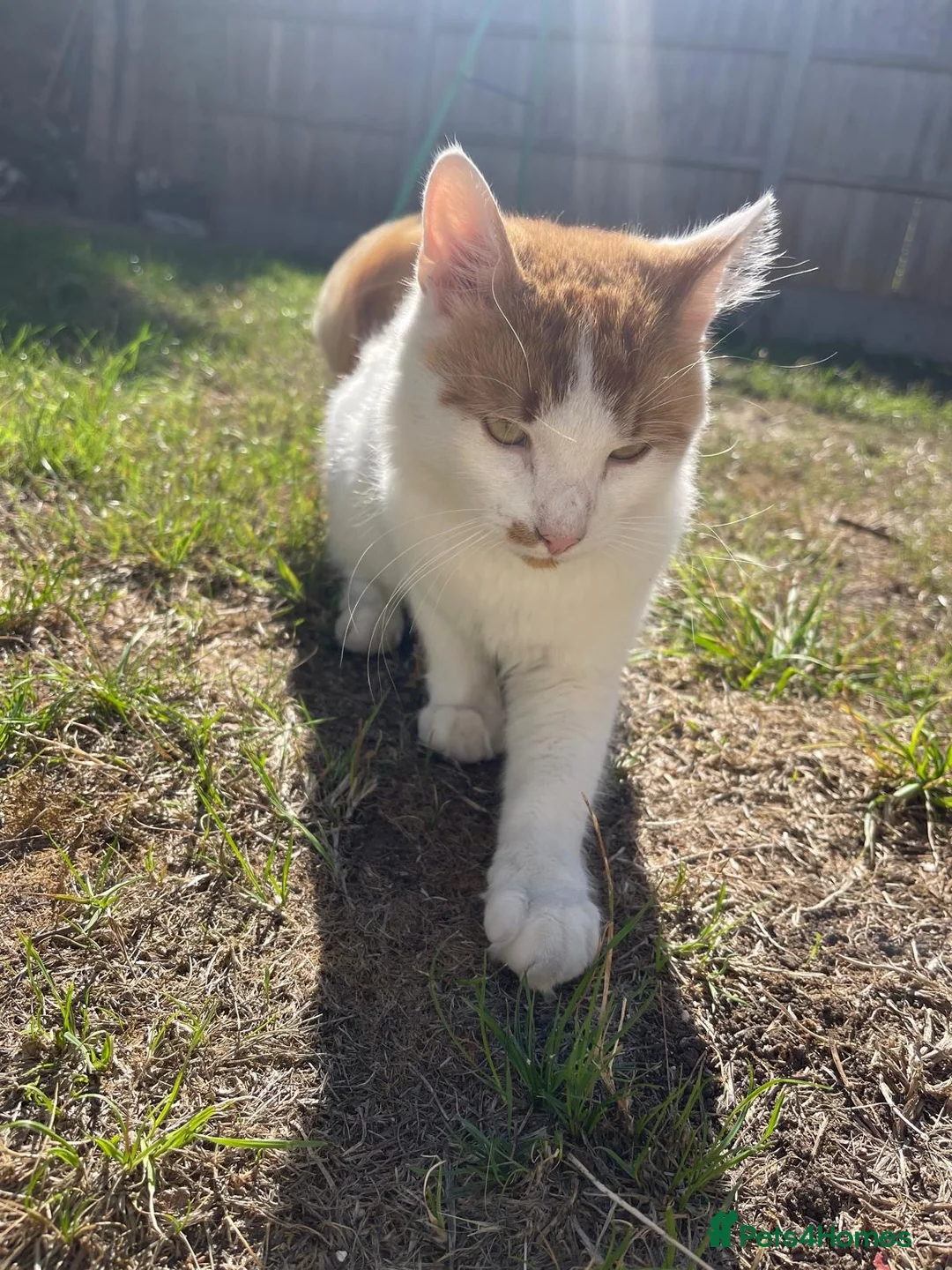 Ragdoll cats for sale: Beautiful Male kitten/Cat ready to find a home - Advert 5