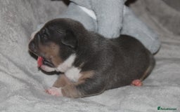 American Bully dogs for sale: 🔥🔥American bully pups 🔥🔥 - Image 10