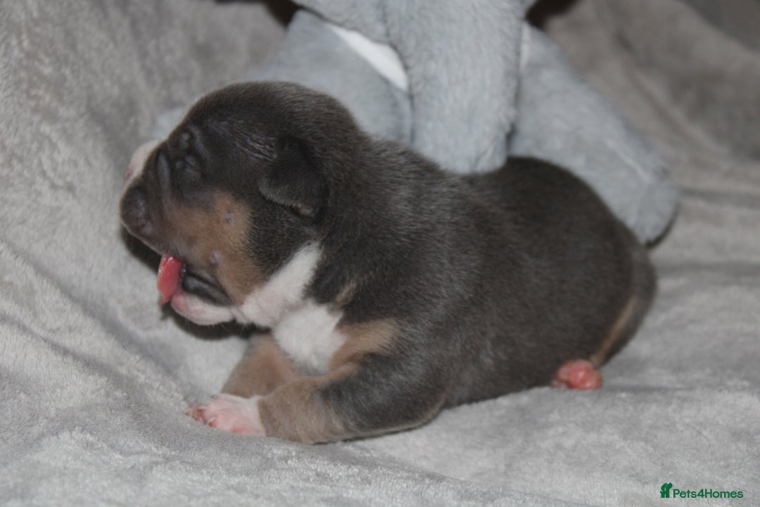American Bully dogs for sale: 🔥🔥American bully pups 🔥🔥 - Image 10