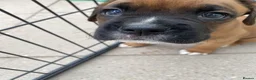Boxer dogs for sale: Stunning litter of adorable boxer Puppies - Advert 3