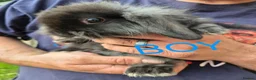 Mini Lop rabbits for sale: Beautiful mini lop baby rabbits - Advert 6