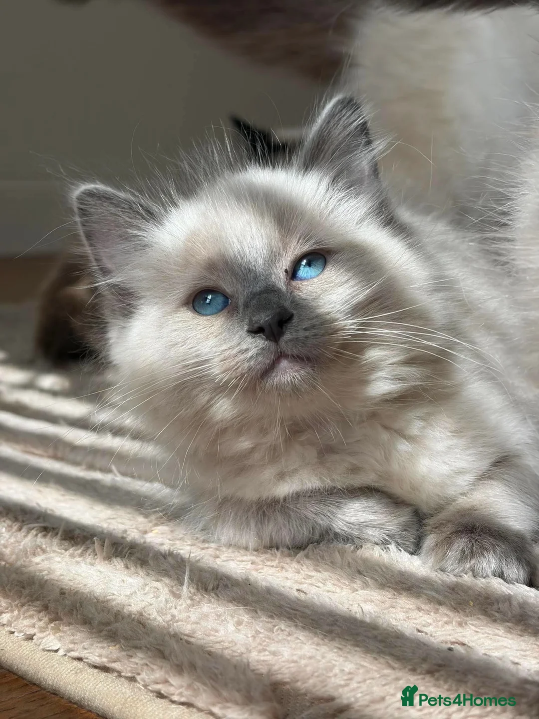 Ragdoll cats for sale: Ragdoll kittens ready now - Advert 1