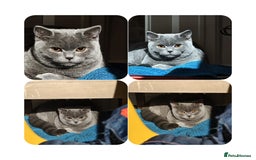 Scottish Fold cats for sale: Last British Shorthair kitten - Advert 1