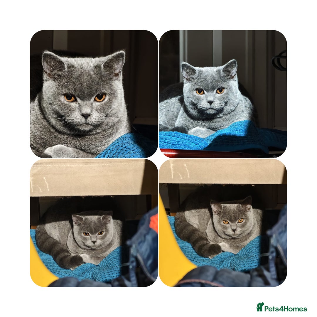 Scottish Fold cats for sale: Last British Shorthair kitten - Advert 1