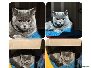 Scottish Fold cats for sale: Last British Shorthair kitten - Advert 1