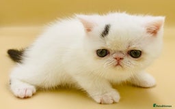 Exotic cats for sale: 🏆PREMIUM QUALITY KITTENS🏆 - Image 10