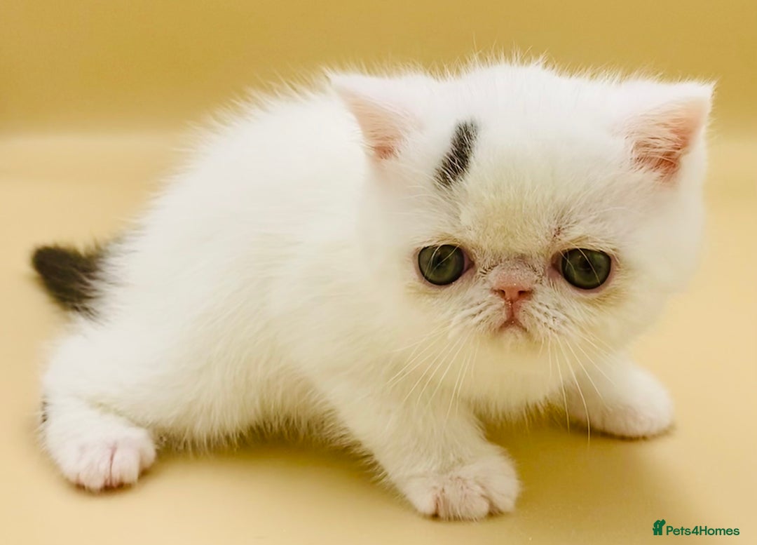 Exotic cats for sale: 🏆PREMIUM QUALITY KITTENS🏆 - Image 10