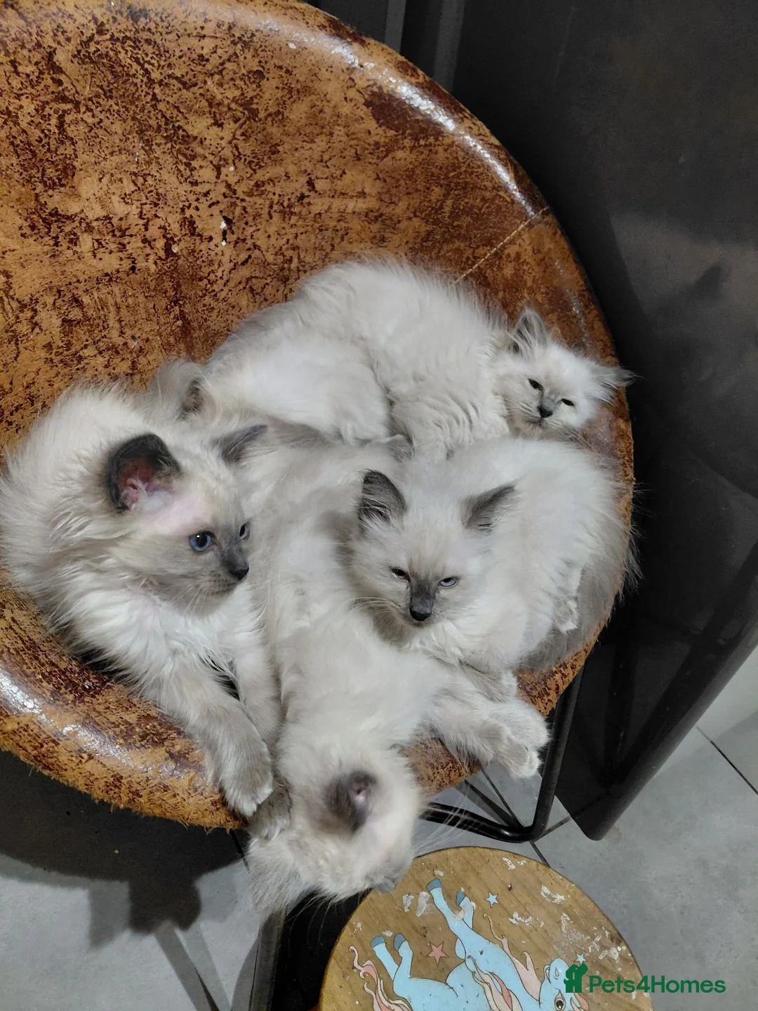 Birman cats for sale: Birman kittens - Advert 1