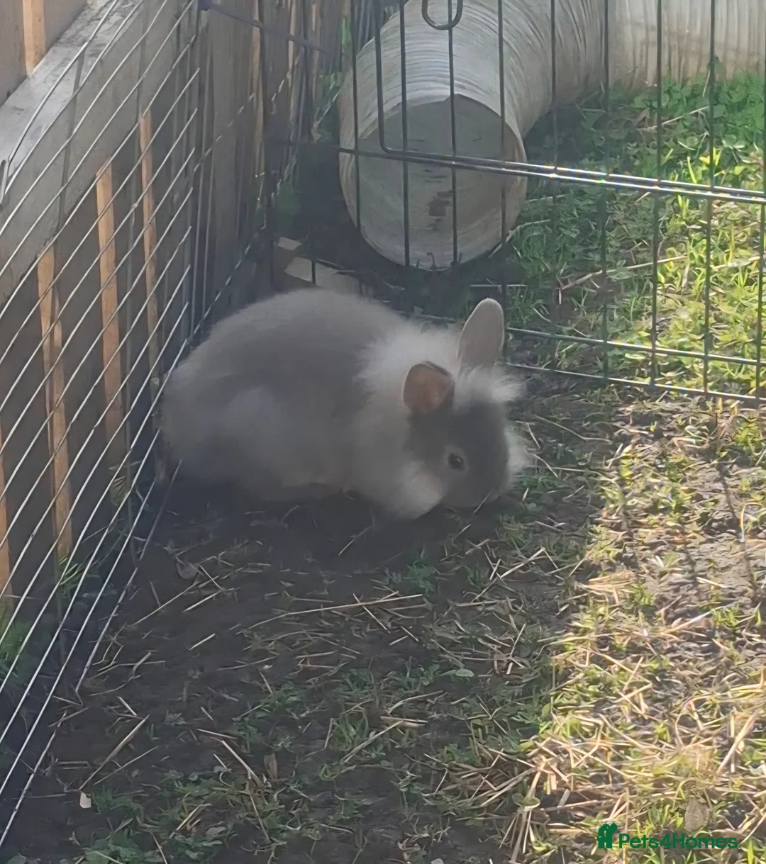 Mini Lion Lop rabbits for sale: Beautiful Mini lionlops  - Advert 1