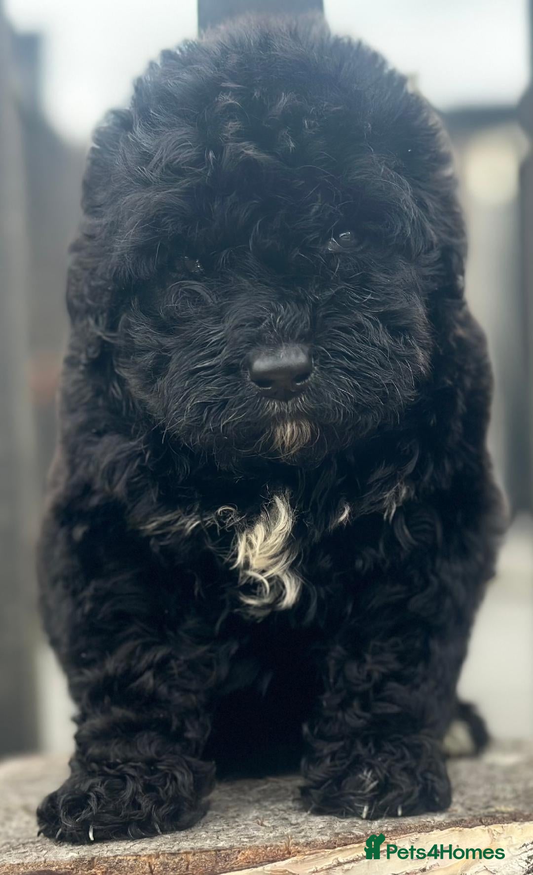 Bernedoodle dogs for sale: F1 STANDARD BERNADOODLE BOY AND GIRL AVAILABLE - Image 5