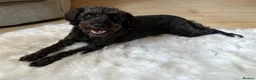 Mixed Breed dogs for sale: Lovely dog 4 years for rehome.  - Advert 1