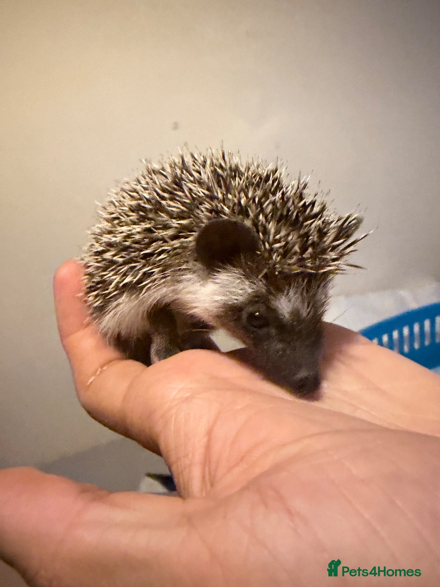 Pygmy Hedgehog rodents Male Baby Pygmy Hedgehogs for Sale - Advert 12
