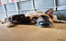 German Shepherd dogs for sale: Last German Shepherd girl remaining  - Image 24