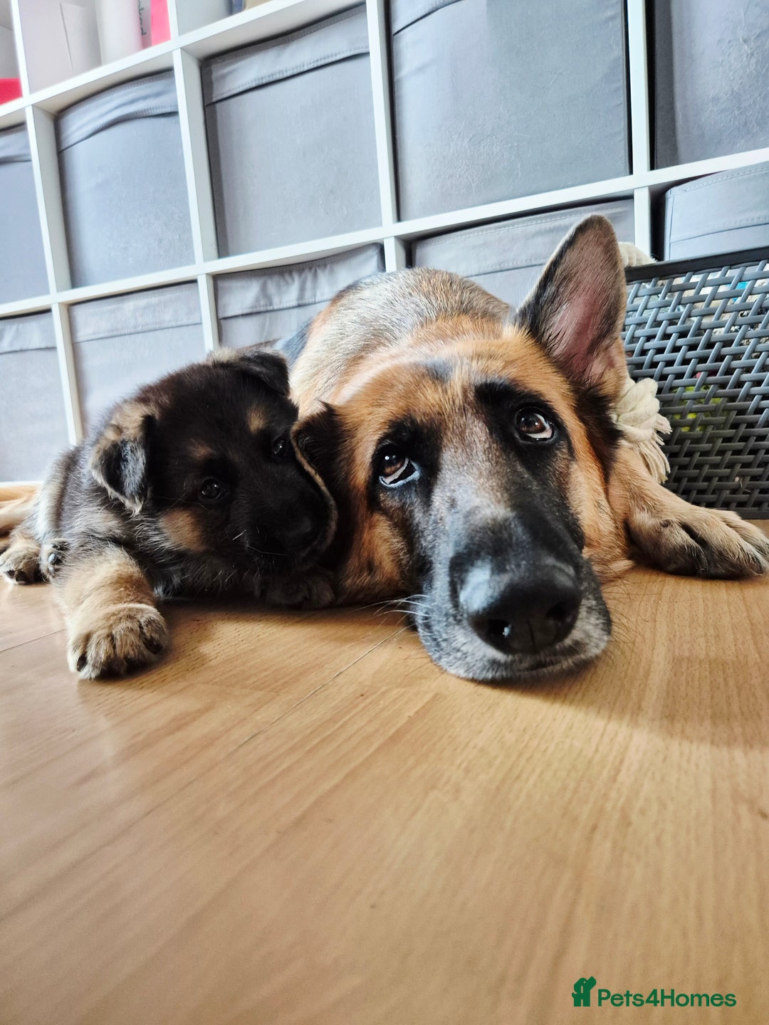German Shepherd dogs for sale: Last German Shepherd girl remaining  - Image 24