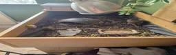 Tortoise reptiles for sale: Horsefield tortoise  in Mansfield - Advert 1